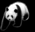 The panda is a miscellaneous animal -- a vegetarian carnivore.